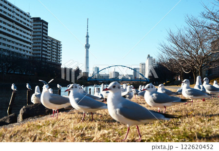 カモメ風景 122620452