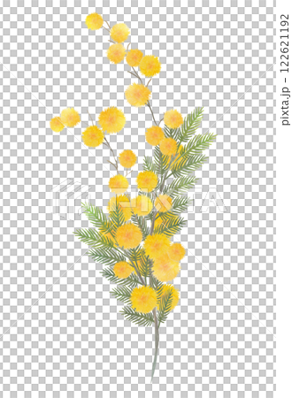 含羞草花水彩 122621192