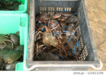 蟹 122621299