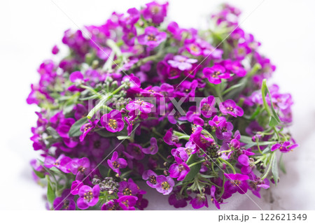 エディブルフラワーのイメージ　(写真素材) 122621349