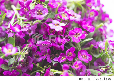 エディブルフラワーのイメージ　(写真素材) 122621350