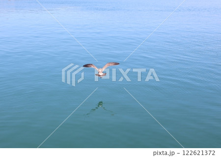 海と水鳥 海と水鳥 122621372