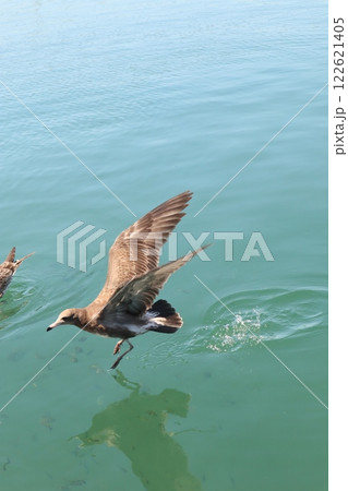海と水鳥 海と水鳥 122621405