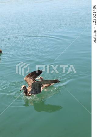 海と水鳥 122621406