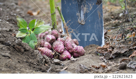 Freshly harvested sunchokes or Jerusalem artichokes in garden soil next to shovel with autumn leaves Freshly harvested sunchokes or Jerusalem artichokes in garden soil next to shovel with autumn leaves 122621623