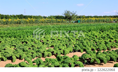 Biofarm kale fields bringing ecological solutions to desert agriculture, showing resilience and adaptability, while kale fields demonstrate sustainable farming even in harsh ecological conditions. 122622068