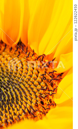 Close-up images of sunflowers reveal intricate spiral seed patterns, complemented by vibrant yellow petals that enhance the visual appeal. Close-up images of sunflowers reveal intricate spiral seed patterns, complemented by vibrant yellow petals that enhance the visual appeal. 122622450