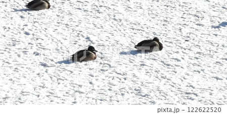 氷上の白鳥 オオハクチョウ 大白鳥 122622520