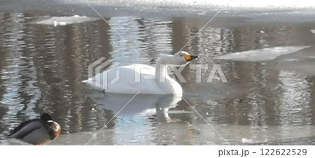 氷上の白鳥 オオハクチョウ 氷上の白鳥 オオハクチョウ 122622529