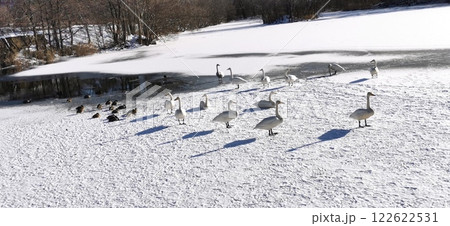 氷上の白鳥 オオハクチョウ  122622531