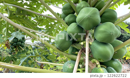 たくさん実ったパパイヤの木 青パパイヤ たくさん実ったパパイヤの木 青パパイヤ 122622722