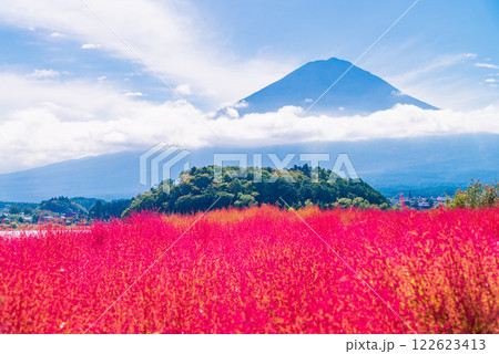 【山梨県】朝の光を浴びて、赤く光るコキアと富士山 【山梨県】朝の光を浴びて、赤く光るコキアと富士山 122623413