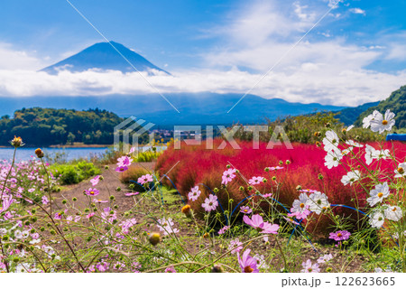 【山梨県】コスモスとコキアが美しい大石公園から見る富士山 【山梨県】コスモスとコキアが美しい大石公園から見る富士山 122623665