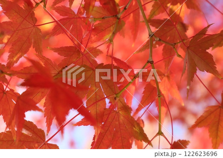 真っ赤な紅葉 真っ赤な紅葉 122623696