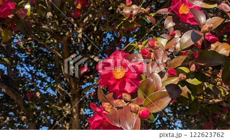 椿の花 椿の花 122623762