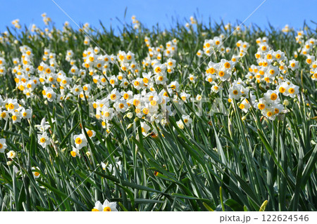 野母崎のスイセン、水仙 122624546