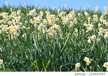 野母崎のスイセン、水仙 122624547