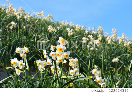 野母崎のスイセン、水仙 122624553