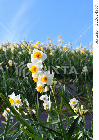 野母崎のスイセン、水仙 122624557