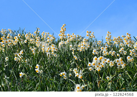 野母崎のスイセン、水仙 122624568