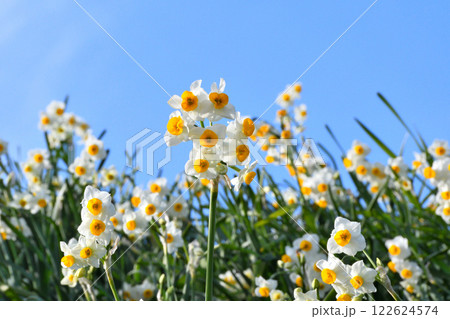 野母崎のスイセン、水仙 野母崎のスイセン、水仙 122624574