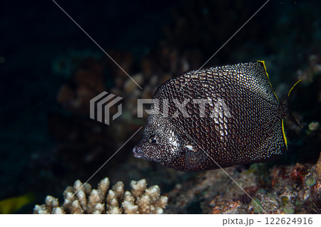 ユウゼン　小笠原 122624916