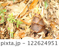 タケノコが出てきた 122624951