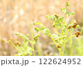 ワラビ 122624952