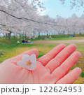 手に持った桜 122624953