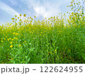 菜の花と青い空 122624955