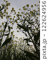 菜の花 122624956