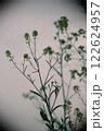 菜の花 122624957
