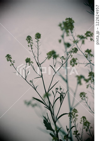 菜の花 菜の花 122624957