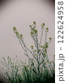菜の花 122624958