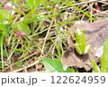 落ち葉の上のカエル 122624959