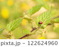 葉っぱの上にいるテントウムシ 122624960