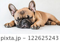 A Bulldog puppy lying down on a white background 122625243