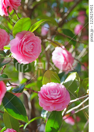 美しいピンクの「オトメツバキ」 122625401