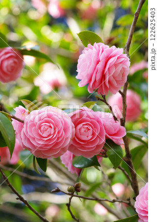 美しいピンクの「オトメツバキ」 美しいピンクの「オトメツバキ」 122625403