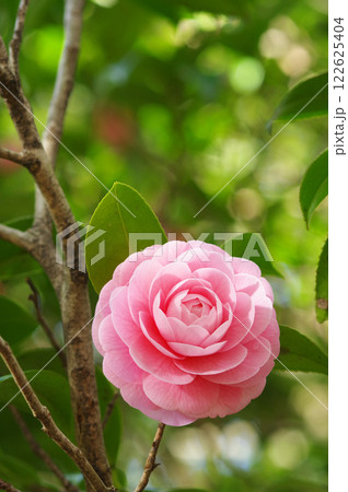 美しいピンクの「オトメツバキ」 美しいピンクの「オトメツバキ」 122625404