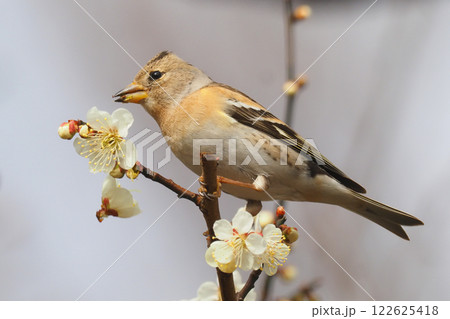 アトリ（メス）と梅の花 122625418