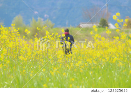 菜の花畑の中の男の子 菜の花畑の中の男の子 122625633