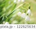 春の庭に咲くスノードロップの花 122625634