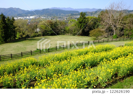 菜の花畑と北丹沢の山々 【相模原市津久井 4月】 菜の花畑と北丹沢の山々 【相模原市津久井 4月】 122626190