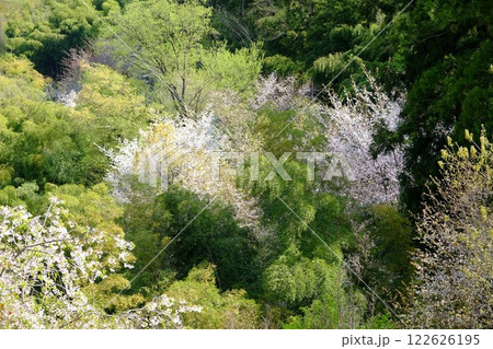 竹林と桜と芽吹きの木々 【相模原市津久井 4月】 竹林と桜と芽吹きの木々 【相模原市津久井 4月】 122626195