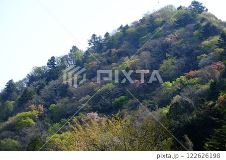 芽吹きの山斜面　【相模原市津久井　4月】 122626198