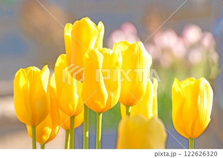 家の周りの草花　四季の色々　植物園の花壇に美しい早咲きのチュウリップの花が咲きました　 122626320
