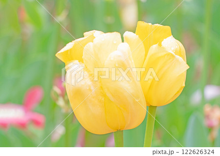 家の周りの草花　四季の色々　植物園の花壇に美しい早咲きのチュウリップの花が咲きました　 122626324