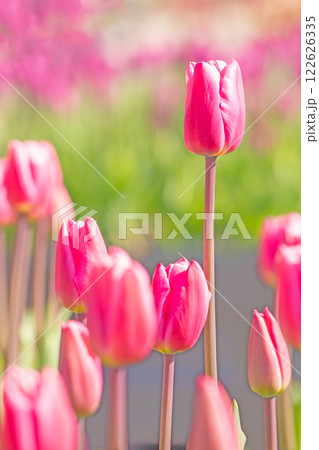 家の周りの草花　四季の色々　植物園の花壇に美しい早咲きのチュウリップの花が咲きました　 122626335
