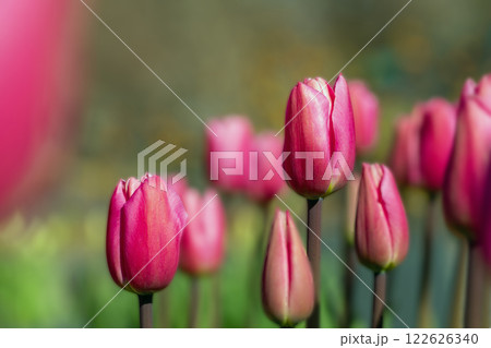 家の周りの草花　四季の色々　植物園の花壇に美しい早咲きのチュウリップの花が咲きました　 122626340